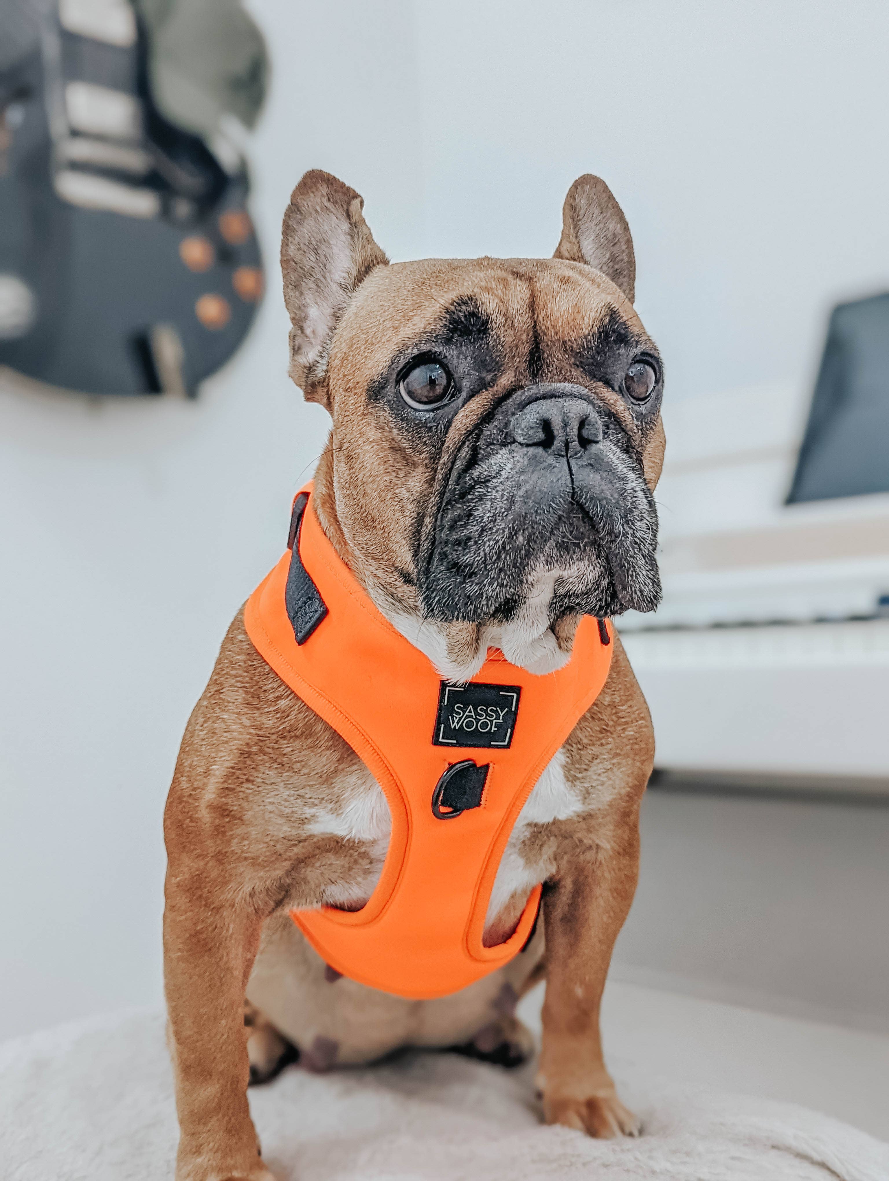 SASSY WOOF - Dog Adjustable Harness - Neon Orange: XXS